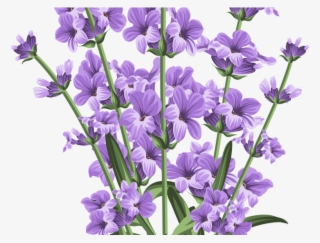 Lilac Clipart Lavender Flower - Lavender Flower Lavender Transparent Background