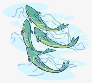Vector Illustration Of Aquatic Carp Fish Swimming Together - Japanese Carp Fish