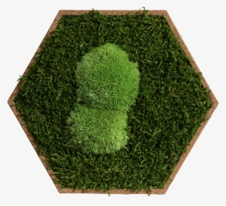 cork hexagon pack of 9, greening forest and pole moss - lawn