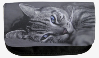 Ali, Cat Pencil Case - Tabby Cat