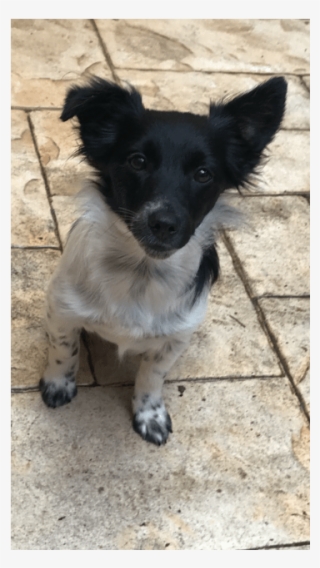 Photo Of Coco Chanel - Companion Dog