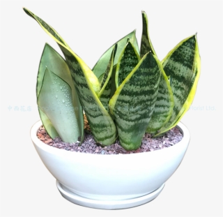 Snake Plant Pt1801 - Houseplant
