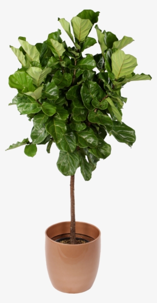 Ficus Lyrata Standard Interior Plants, Indoor Office - Plants Tree