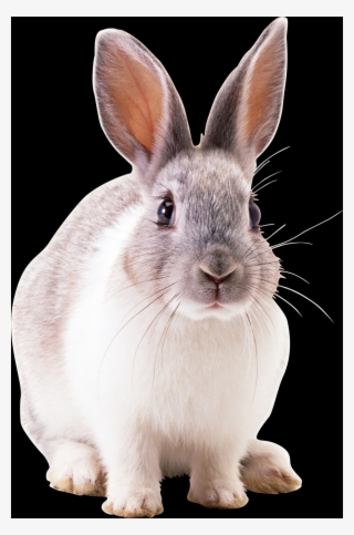 Free Rabbit Png Images - Conejos Para Fondo De Pantalla