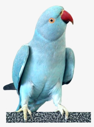 #parrots #parrot #cockatoo #bird #birds #sky #fly #blue