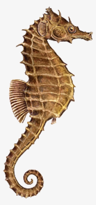 Seahorse Png, Download Png Image With Transparent Background, - Sea Horse Png