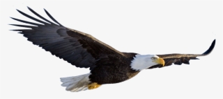 American Flag Eagle Png - Transparent Background Eagle Png