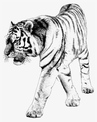 Tiger 2 Image Library Download - Png Backgrounds With Tiger