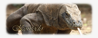 My Old Projects - Con Komodo