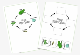 Free Frog Life Cycle Cut And Stick Poster Early Years