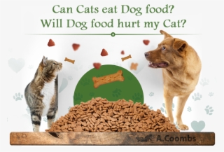 Can Cats Eat Dog Food Will Dog Food Hurt My Cat - Cat