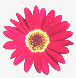 Grandaisy Red 6 Cm Daisy Flowers Early Blooming Argyranthemum - Bp Scholarship