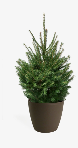 3' Living Norway Spruce Christmas Tree - Tesco Real Christmas Trees