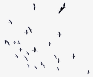 #ftesticker #birds #bird #fly #flying #sky #forest - Flock