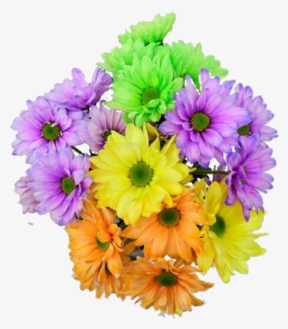 Easter Roses, Beautiful Roses, Best Flowers, Retail - African Daisy