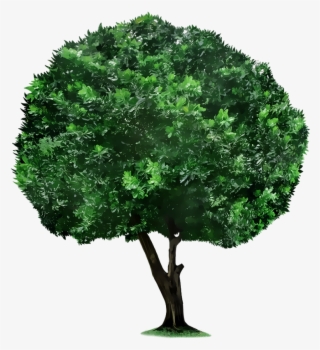 Crop Tree Png - Trees Pic For Picsart