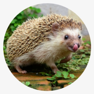 If You Need A Quick Circle-based Picture To Use Just - Domesticated Hedgehog