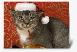 Send This Greeting Card Designed By Pets Aren't Rude - Tabby Cat