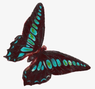 Digital Butterfly Moth Clip Art Downloads - Victorian Butterfly Clipart