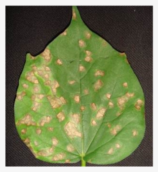 Symptoms Of Ramularia Areola Isolate No - Grey Mildew Of Cotton