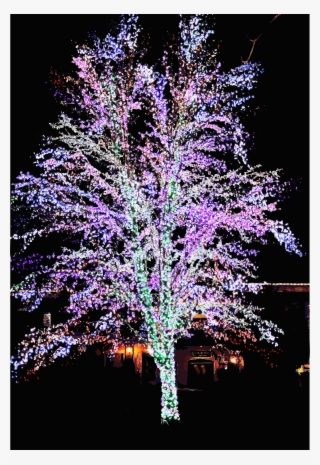 This Free Icons Png Design Of Magic Tree