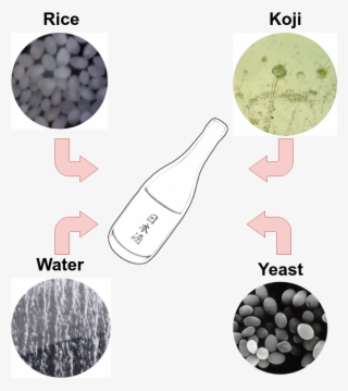 So Rice, Water, Koji And Special Sake Yeast Are Fab - Grape