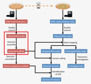 Images/workflow2 - Genome Annotation