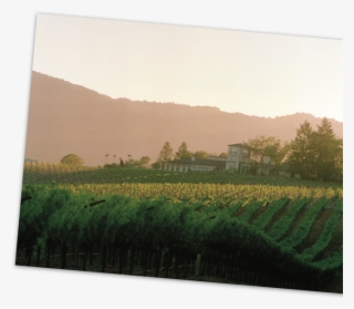 Sacrashe Vineyard, The Halls' First Napa Valley Vineyard, - Field