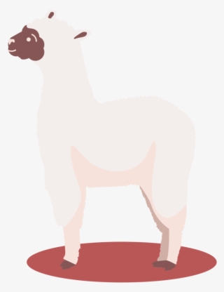 Lamas8-18 - Sheep