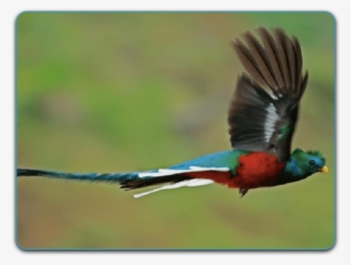 everyone heads to monteverde to look for the quetzal, - quetzal ave nacional volando