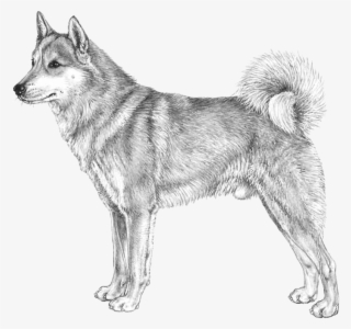 West Siberian Laika - Västsibirisk Laika