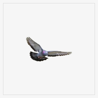 Flying Pigeon - Burung Merpati Png
