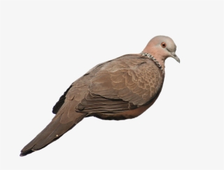 Rock Homing Pigeon Stock Columbidae Gray Galliformes - Pigeons And Doves