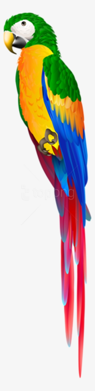 Free Png Download Parrot Green Png Images Background - Parrot Images In Png
