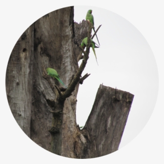 Share - Tree Stump