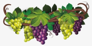 Hand Painted Purple Grapes - De Raisin Png