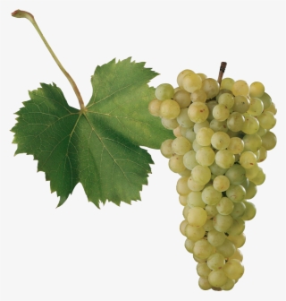 Grape Png Images - Sultana