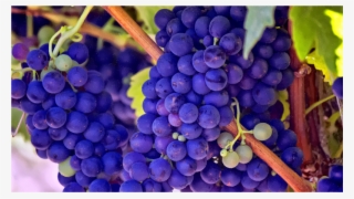 Medium Image - Grapes In The Bible Mean