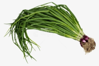 Free Png Scallion Spring Onion Png Images Transparent - Spring Onion Png