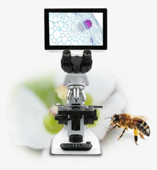 Gx Microscopes' New As Series Unique Digital Lcd Microscopes - Honeybee