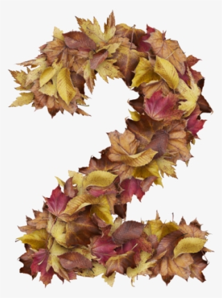 2 Number With Dry Leaves - Sweet Gum