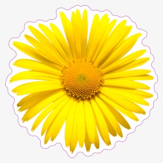 Yellow Daisy Top View Sticker - Stock Photography