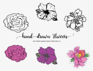 Hand Drawn Flowers - Rose