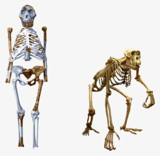 Compare Lucy With Chimpanzee - Australopithecus Skeleton