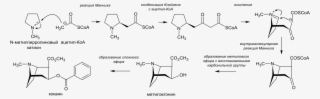 Cocaine Biosynthesis Ru - Biosynthesis Cocaine