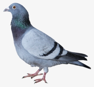 Pigeon - Taube Grau
