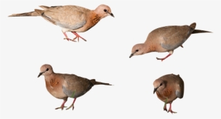 Png Images - Pigeon - American Mourning Dove