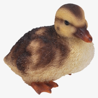 Png Duckling Pluspng - Vivid Arts Duckling