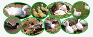 Duck Breeds In Kenya - Many Varieties Of Duck