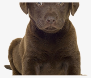 Free On Dumielauxepices Net - Chocolate Lab Puppy Transparent